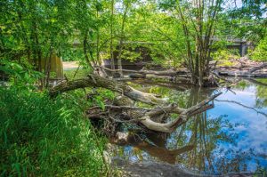 Read more about the article Photo of the Week: Deadfall on Blue