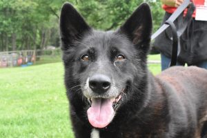 Read more about the article Adopt-a-Pet July 1