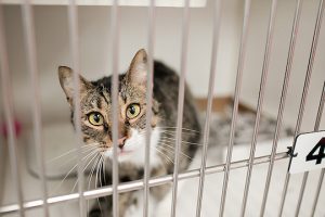 Read more about the article Adopt-a-Pet July 29