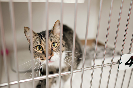 You are currently viewing Adopt-a-Pet July 29