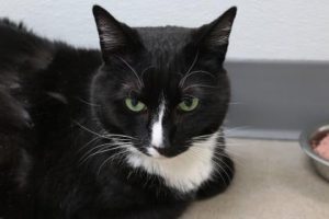 Read more about the article Adopt-a-Pet July 15