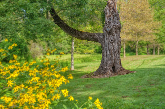 You are currently viewing Photo of the Week: ‘Knoty’ Old Man