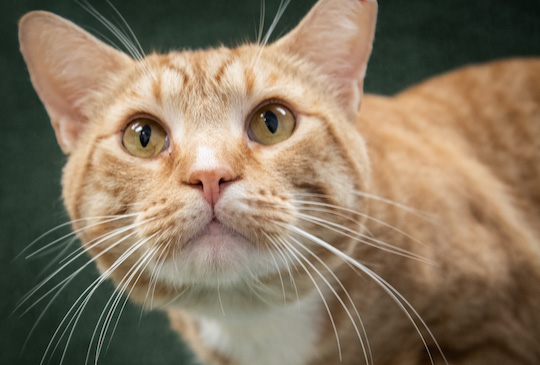 You are currently viewing Adopt-a-Pet Aug. 26