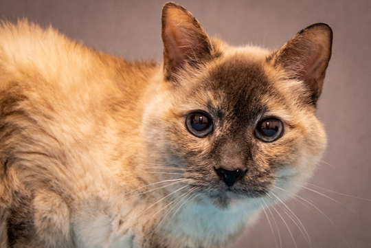 You are currently viewing Adopt-a-Pet Aug. 12