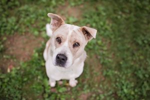 Read more about the article Adopt-a-Pet Aug. 5