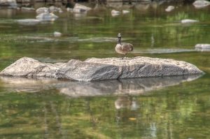 Read more about the article Photo of the Week: Standing Goose
