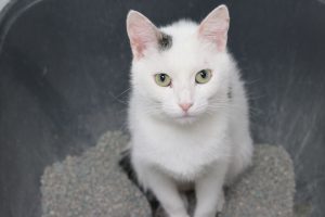 Read more about the article Adopt-a-Pet Sept. 23