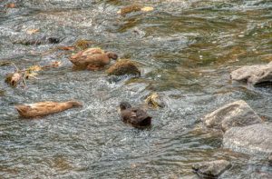 Read more about the article Photo of the Week: Bobbing for Brunch