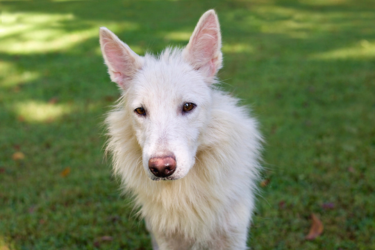 You are currently viewing Adopt-a-Pet Sept. 30