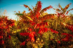 Read more about the article Photo of the Week: Autumn Fire
