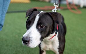 Read more about the article Adopt-a-Pet Oct. 14