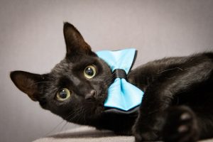 Read more about the article Adopt-a-Pet Oct. 7