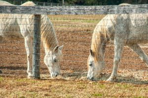 Read more about the article Photo of the Week: Bookends