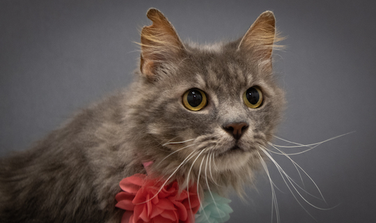 You are currently viewing Adopt-a-Pet Nov. 11
