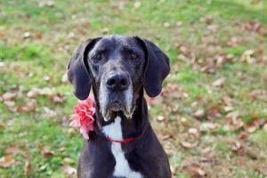 Read more about the article Adopt-a-Pet Nov. 18