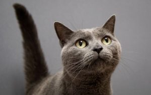 Read more about the article Adopt-a-Pet Dec. 2