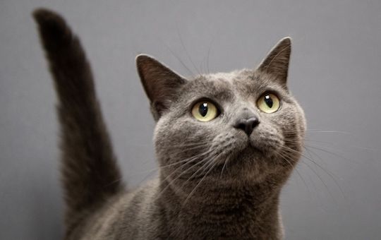You are currently viewing Adopt-a-Pet Dec. 2