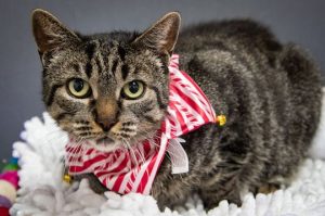 Read more about the article Adopt-a-Pet Dec. 23