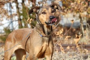 Read more about the article Adopt-a-Pet Dec. 16