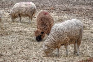 Read more about the article Photo of the Week: Morning Munch