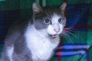 Read more about the article Adopt-a-Pet Jan. 6