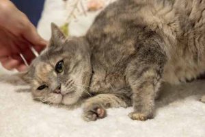 Read more about the article Adopt-a-Pet Jan. 20