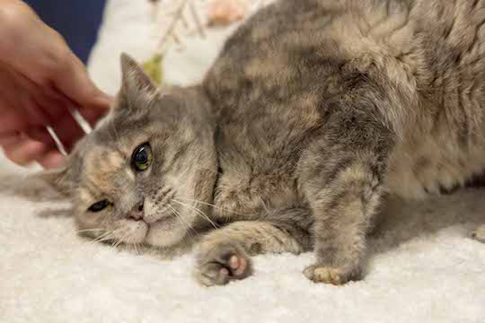 You are currently viewing Adopt-a-Pet Jan. 20