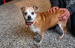 Read more about the article Adopt-a-Pet Feb. 24