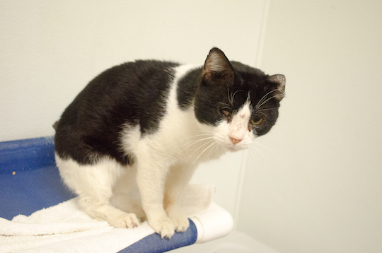 You are currently viewing Adopt-a-Pet March 2