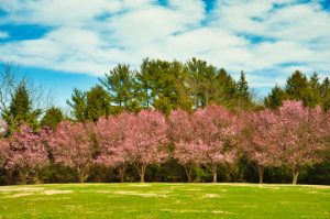 Read more about the article Photo of the Week: Spring