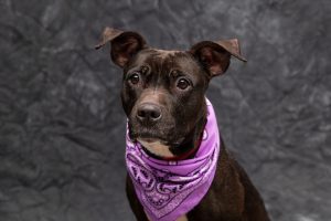 Read more about the article Adopt-a-Pet March 16