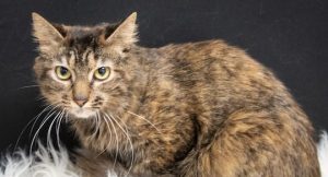Read more about the article Adopt-a-Pet April 27