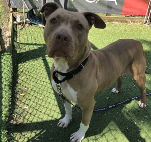 Read more about the article Adopt-a-Pet June 1