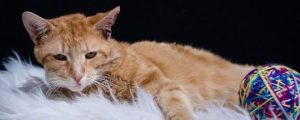 Read more about the article Adopt-a-Pet May 4