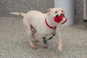 Read more about the article Adopt-a-Pet May 11