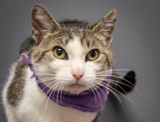 You are currently viewing Adopt-a-Pet June 15