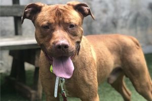 Read more about the article Adopt-a-Pet June 22