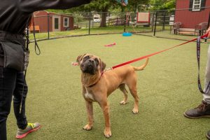 Read more about the article Adopt-a-Pet June 8