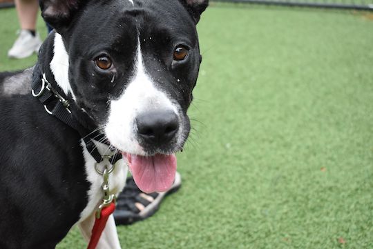 You are currently viewing Adopt-a-Pet Aug. 3