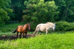 Read more about the article Photo of the Week: Morning Stroll