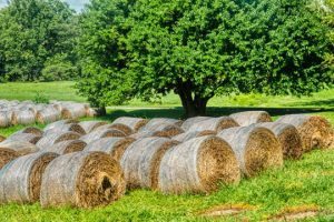 Read more about the article Photo of the Week: Making Hay