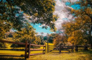 Read more about the article Photo of the Week: Autumn Dreams
