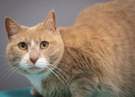 You are currently viewing Adopt-a-Pet Aug. 10