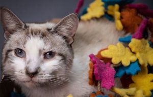 Read more about the article Adopt-a-Pet Sept. 28