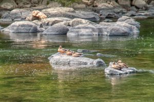 Read more about the article Photo of the Week: Ducks in a Row