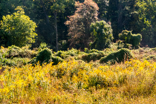 You are currently viewing Photo of the Week: Infiltration