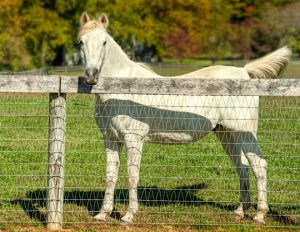 Read more about the article Photo of the Week: Standing Tall