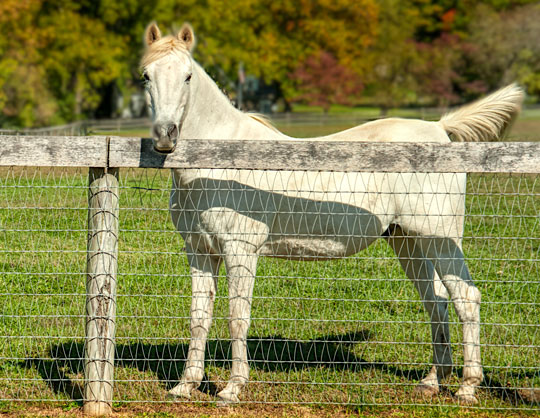 You are currently viewing Photo of the Week: Standing Tall