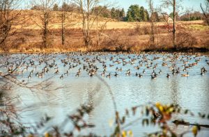 Read more about the article Photo of the Week: Gaggling Convention