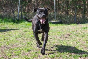 Read more about the article Adopt-a-Pet Nov. 23